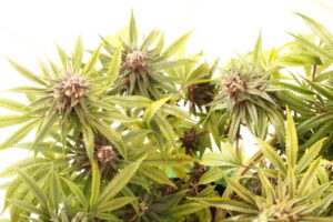 What is Sativa