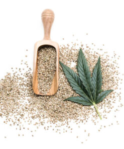 Cannabis Seeds